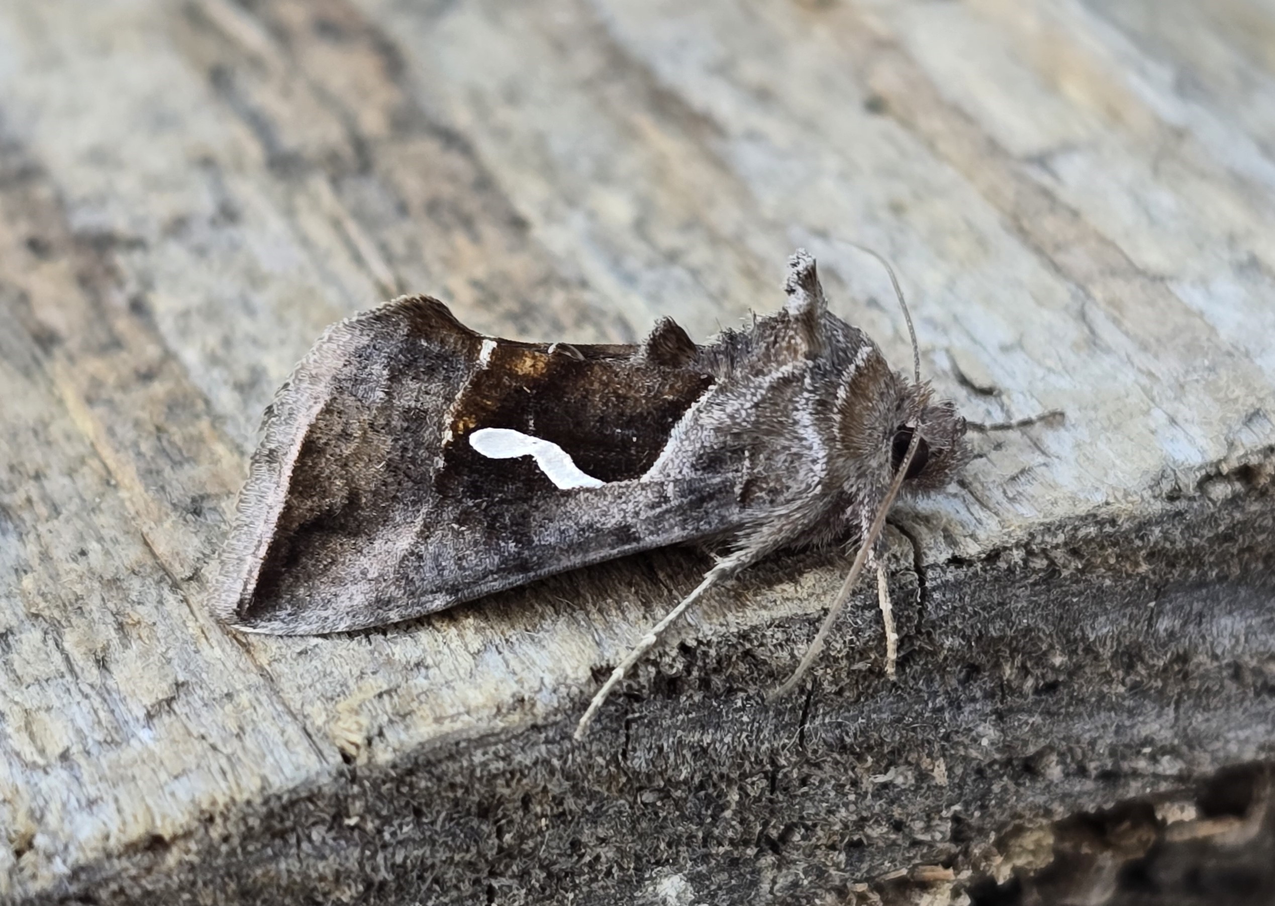 Photo of Dewick's Plusia (Macdunnoughia confusa)